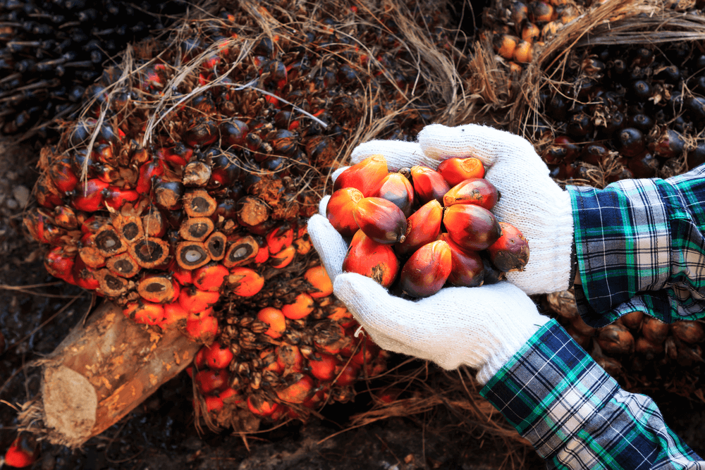 Palm oil seeds on the man´s hand