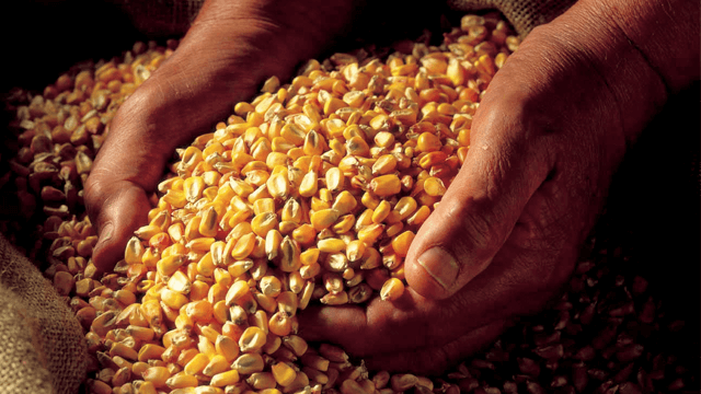 Corn 640x380