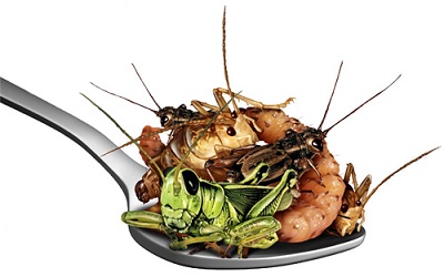 Proteina-insectos-inovacion-alfa-laval.jpg